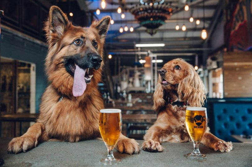 Cheers to national dog day!