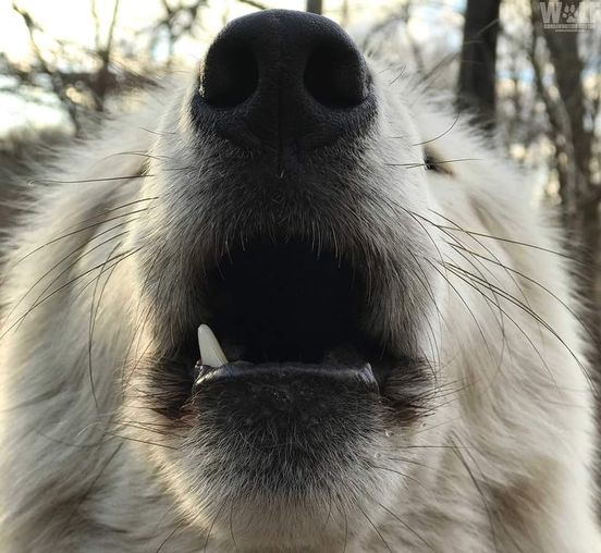 We’re howling for the Minnesota Vikings today with our Strong Belgian Golden Ale